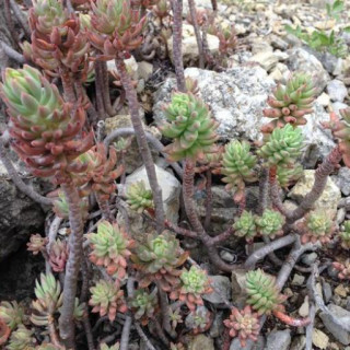 Petrosedum sediforme