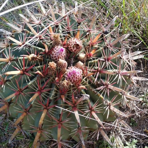 Ferocactus latispinus — houseplant care guide