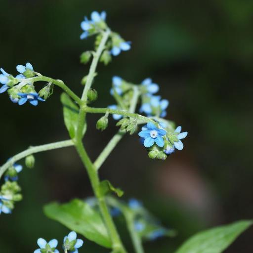 Cynoglossum zeylanicum — search result for 'Cynoglossum'