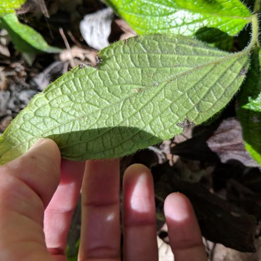 Lithospermum helleri other