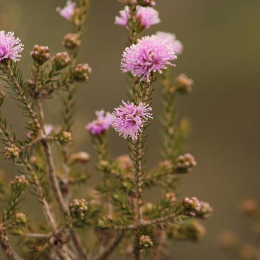 Melaleuca squamea — houseplant care guide
