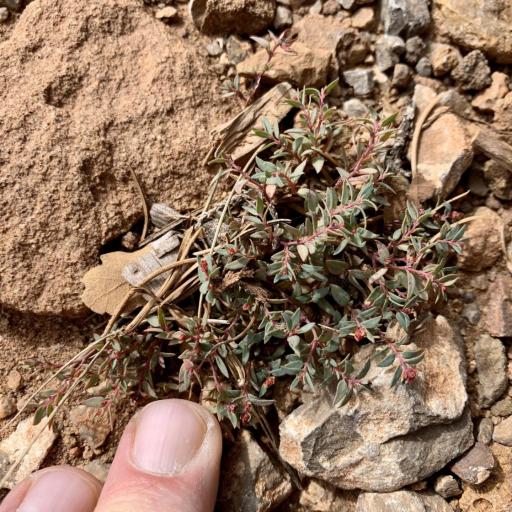 Euphorbia chaetocalyx — houseplant care guide