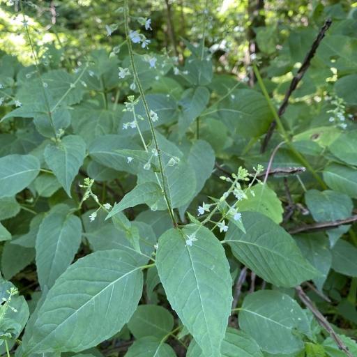 Circaea canadensis — related species from the same genus