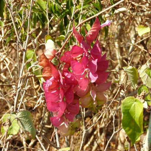 Ipomoea bracteata other