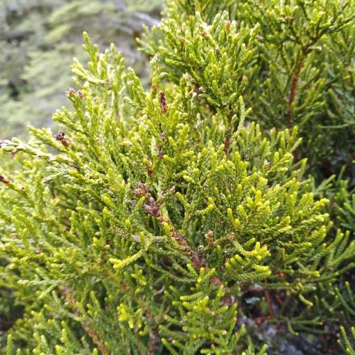 Halocarpus biformis other