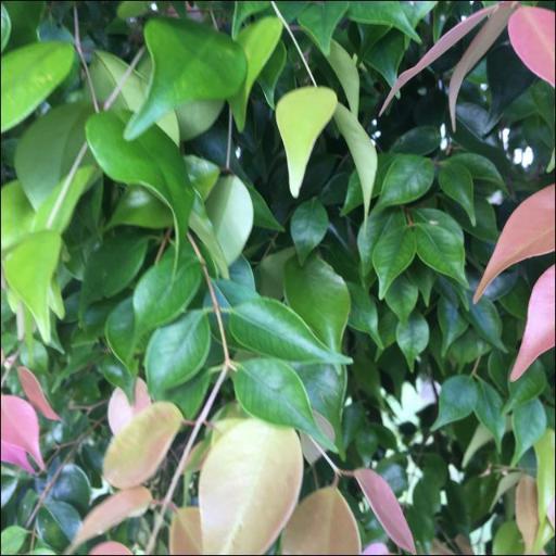 Syzygium luehmannii other