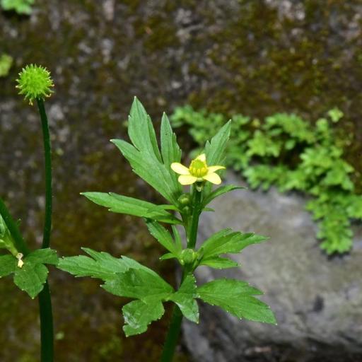 Ranunculus cantoniensis other
