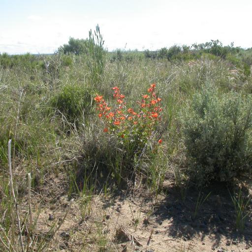 Sphaeralcea munroana other