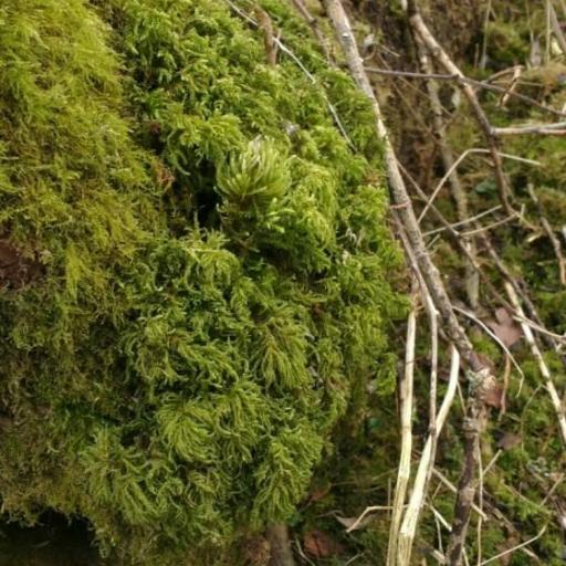 Thamnobryum alopecurum — houseplant care guide