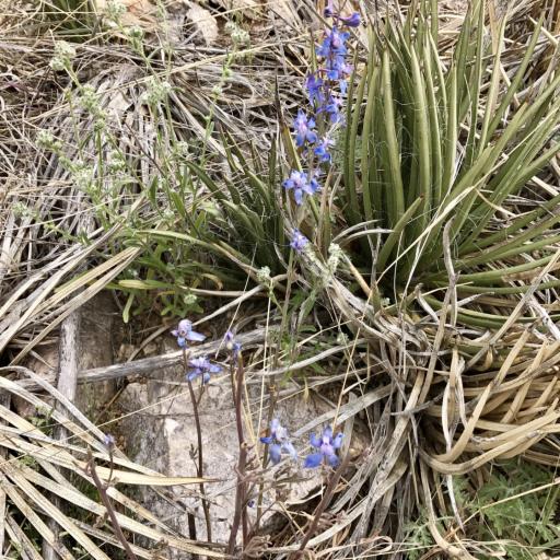 Delphinium parishii other