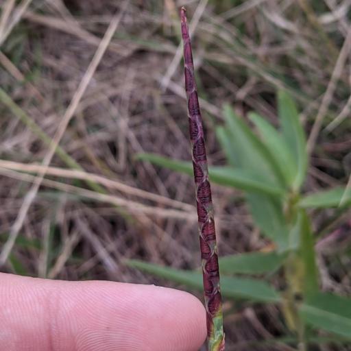 Rottboellia campestris — related species from the same genus