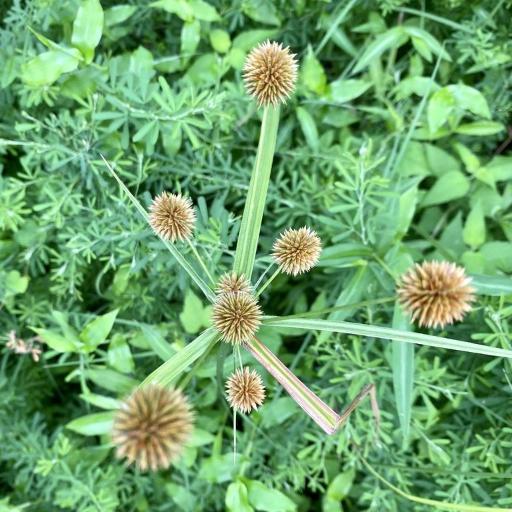 Cyperus echinatus other