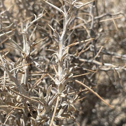 Tetradymia stenolepis — related species from the same genus