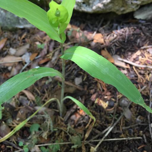 Tinantia anomala — search result for 'Commelinaceae'