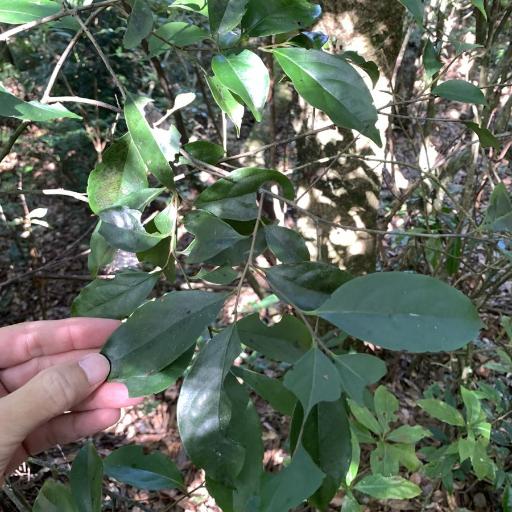 Diospyros morrisiana other