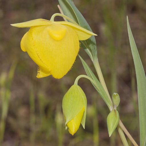 Calochortus pulchellus — houseplant care guide