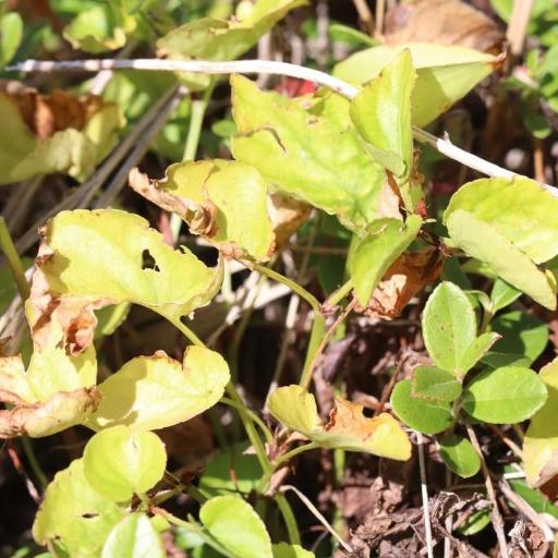 Viola sacchalinensis other