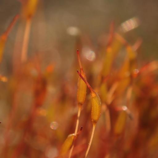 Ceratodon purpureus other