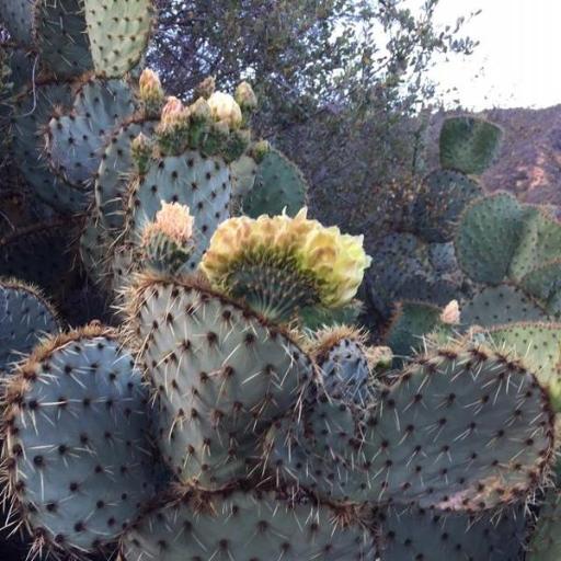 Opuntia chlorotica — search result for 'Opuntia'