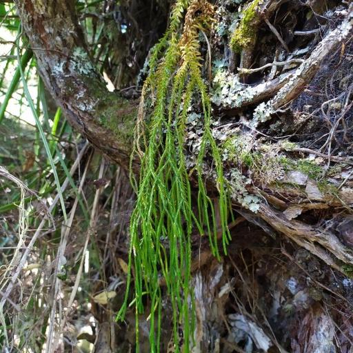 Huperzia billardierei other