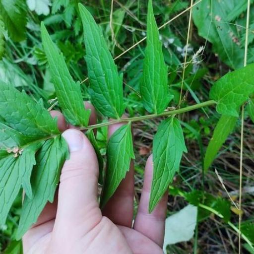 Valeriana wolgensis other