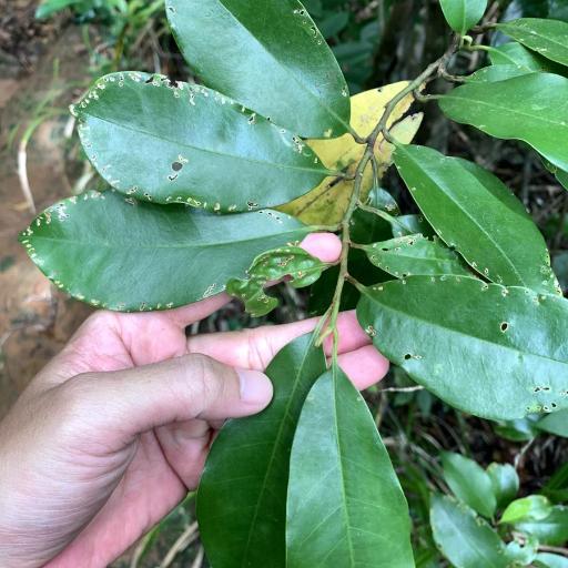 Magnolia compressa other