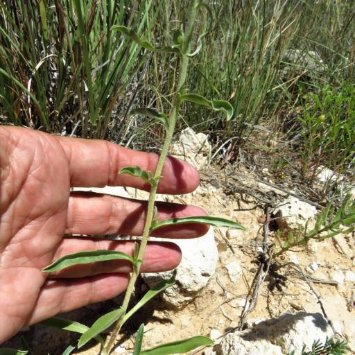Oreocarya suffruticosa other