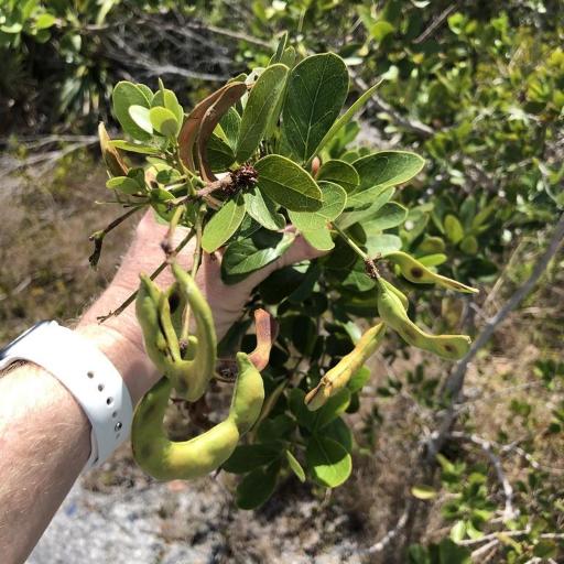 Pithecellobium keyense other