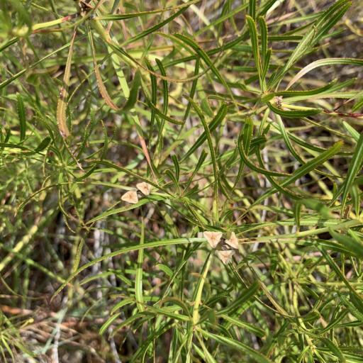 Stillingia texana other