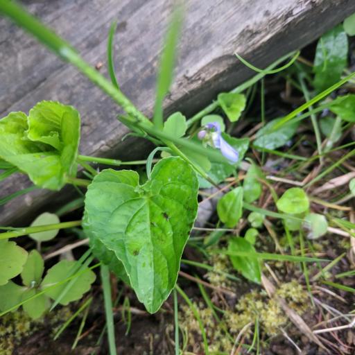 Viola affinis — houseplant care guide