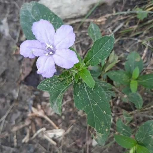 Ruellia caroliniensis