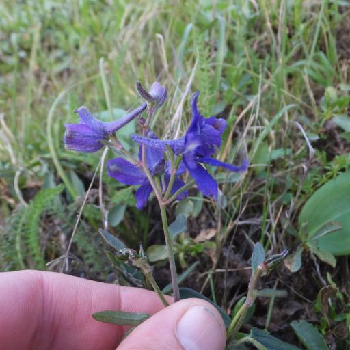 Delphinium decorum — houseplant care guide