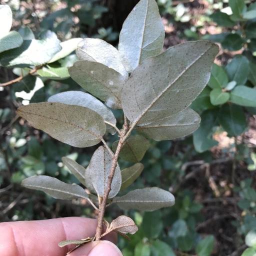 Croton alabamensis — related species from the same genus