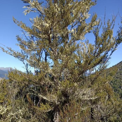 Kunzea serotina — houseplant care guide