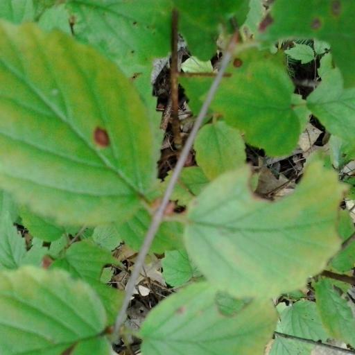 Viburnum rafinesquianum — search result for 'Viburnum'