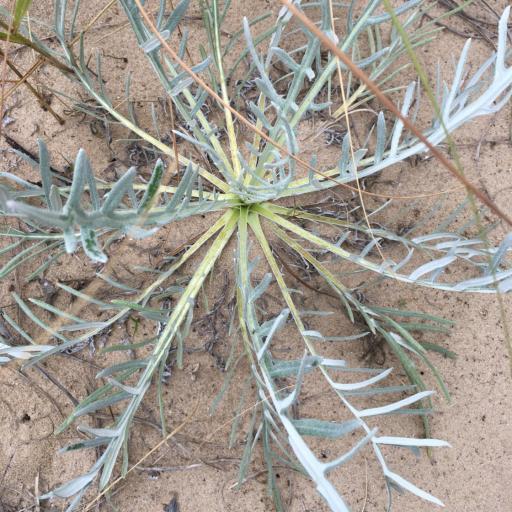 Cirsium pitcheri other