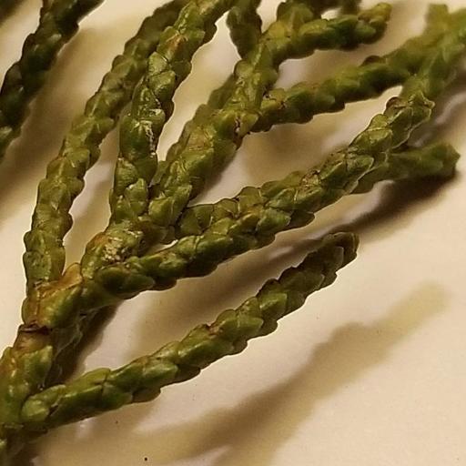 Halocarpus biformis — houseplant care guide