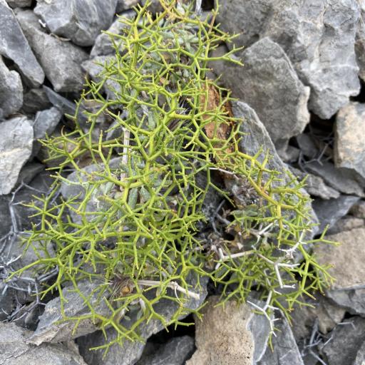 Eriogonum heermannii — search result for 'Eriogonum'