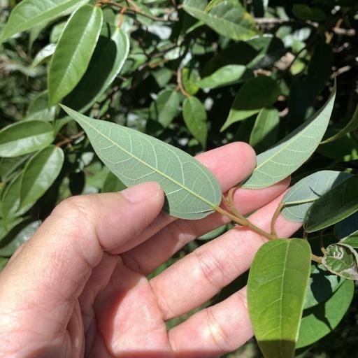 Ficus sarmentosa other