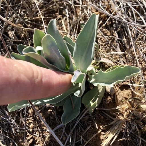 Penstemon fendleri other