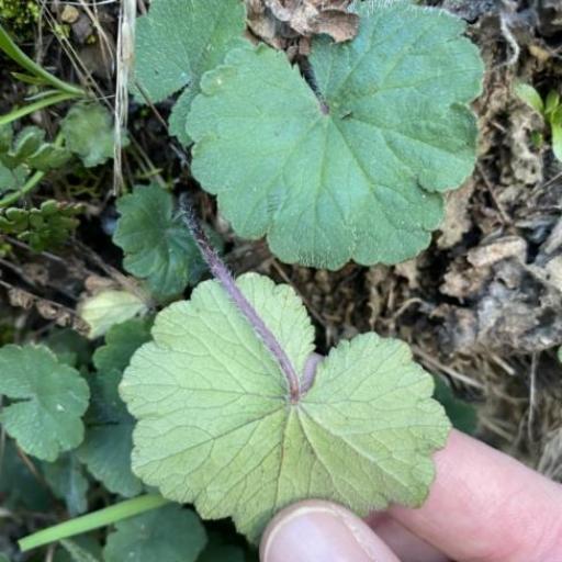 Hydrocotyle laxiflora — search result for 'Hydrocotyle'