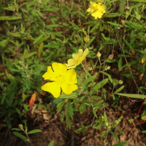 Crocanthemum georgianum — houseplant care guide