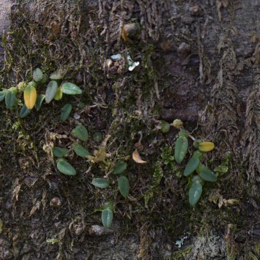 Bulbophyllum pygmaeum — houseplant care guide