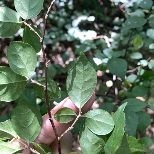 Styrax formosanus — search result for 'Styrax'