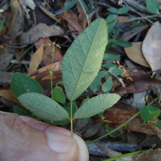 Maekawaea rhytidophylla other