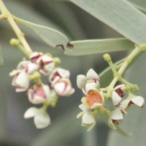 Santalum acuminatum — search result for 'Southern New South Wales'