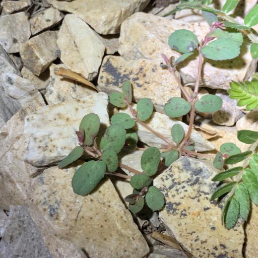 Euphorbia abramsiana other