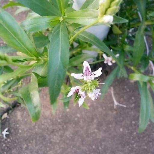 Dianthera americana — related species from the same genus