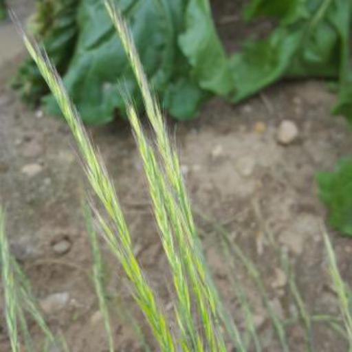 Festuca myuros — search result for 'United Kingdom'