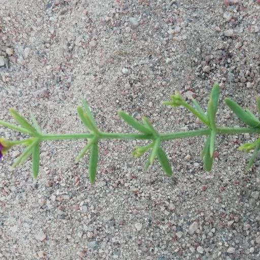 Zygophyllum arabicum other